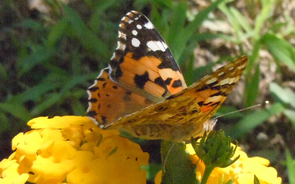 Vanessa cardui